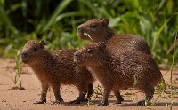 Młode kapibary
