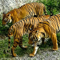 Trzy tygrysy