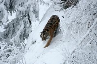 Tygrys w lesie podczas zimy