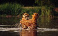 Walka tygrysów w wodzie