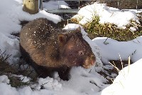 Wombat tasmański podczas zimy

