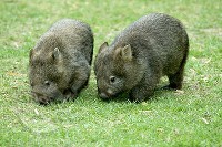 Wombaty tasmańskie