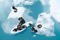 Wydry morskie na lodowcach