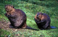 Dwa bobry kanadyjskie na trawie