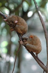 Dwa wyraki filipińskie na gałęzi