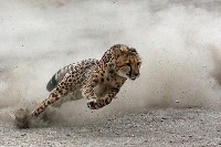 Gepard w biegu