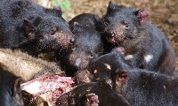 Małe diabły tasmańskie podczas jedzenia padliny