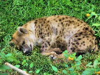 Młoda hiena