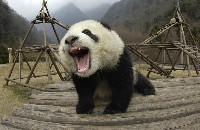 Młoda panda wielka