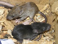 Młode szczury śniade