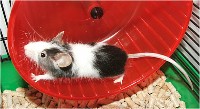 Mysz domowa w kołowrotku