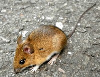 Mysz leśna na kamieniu