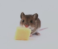 Mysz z serem w pysku