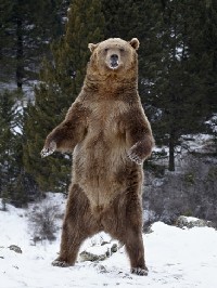 Niedźwiedź brunatny stojacy na dwóch tylnych łapach