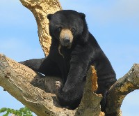 Niedźwiedź malajski na drzewie
