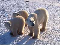 Trzy niedźwiedzie polarne