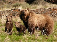 Niedźwiedźica z młodymi na polanie