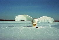 Polujaca sowa śnieżna