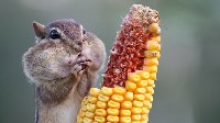 Pręgowiec amerykański jedzący kolbę kukurydzy