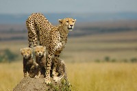 Samica geparda z dwoma młodymi
