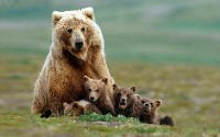 Niedźwiedzica z potomstwem