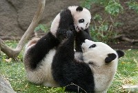 Samica panda wielka z potomstwem