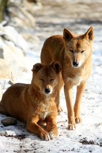 Samiec i samica rasy dingo