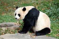 Siedząca panda wielka
