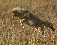 Skok Kojota na polanie