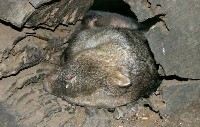 Spiący wombat tasmański 