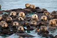 Stado wydr morskich