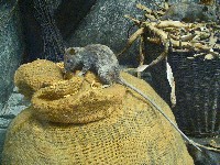 Szczury śniade na worku z pszenicą