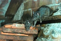Szczury śniade na cegłach 