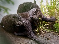 Trzy wydry kanadyjskie nad rzeką