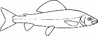 Zarys ciała ryby gatunku lipień pospolity